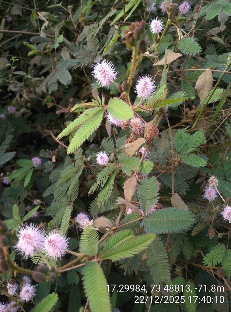 लाजाळू